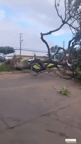 Powerful Winds Down Trees in Maui