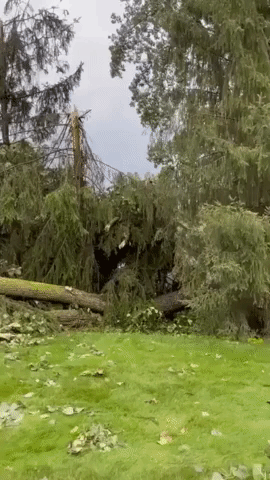 Overnight Storms Cause Damage in West Michigan