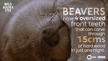 bbc one bear GIF by BBC