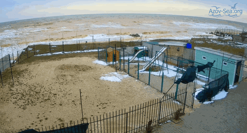 stepanovka pervaya 23 marta GIF