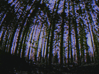 vintage sun GIF by rotomangler