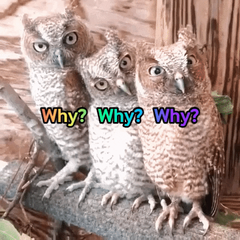 lciaschetinger giphygifmaker giphyattribution GIF