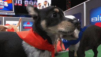 Animal Planet GIF by Puppy Bowl