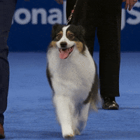 Dog Show Walk GIF by NBC