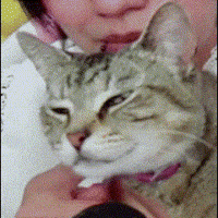 Chi Chi Cat GIF