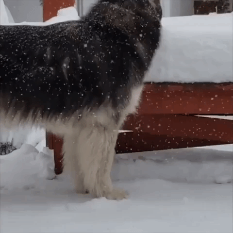 Siberian Husky Turns Snow Drift Into Water Bowl After Heavy Spring Falls in Denver