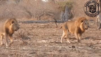 Strolling Lions Roar Near Safari Group