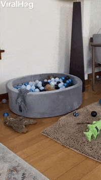 Ball Pit Is Pups Happy Place GIF by ViralHog