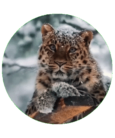 Барс Sticker by kchr