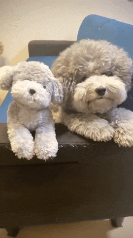 cuteanimalland giphyupload GIF