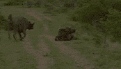lion bull GIF