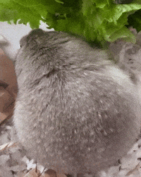 Squirrel GIF