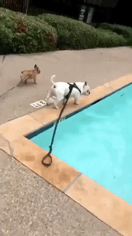 Dog Blatantly Ignores 'No Diving' Signs at Local Pool
