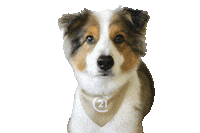 Puppy Woof Sticker by Century 21 Coast Properties