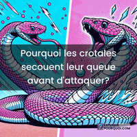 Attaque GIF by ExpliquePourquoi.com