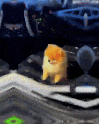 Super Car Pomeranian GIF