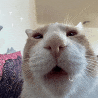 No Brain Cat GIF