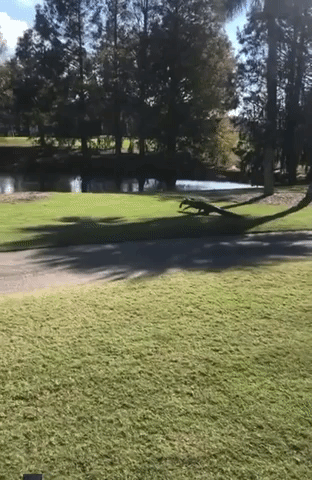 Alligator With Fish in Mouth On Golf Course