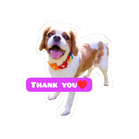 Cavalierkingcharlesspaniel Sticker