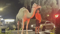  Camel Seen at In-N-Out Burger Drive-Thru