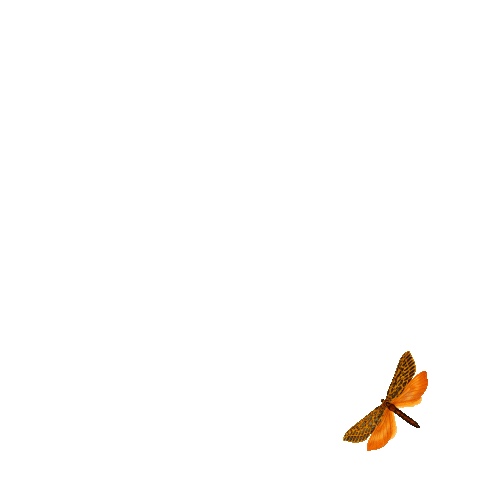 Butterfly Mariposa Sticker by TATY PARRALES