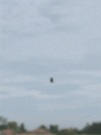 warrenwoodhouse loop insects warrenwoodhouse iphoneography GIF