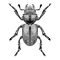 Bug Legs Sticker by Captain Fawcett