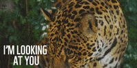 big cat stare GIF by WWF_UK