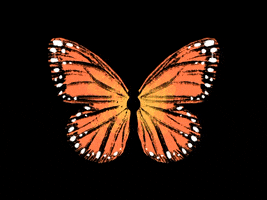Flying Monarch Butterfly GIF