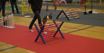 rabbit GIF