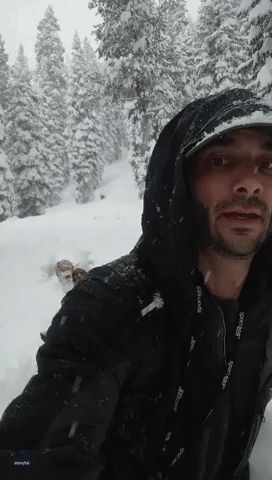 Dog Walker Leads Pack of Pups Through Several Feet of Snow in Northern California