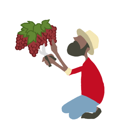 calwinesjp giphyupload california harvest grape Sticker