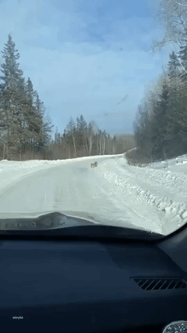 Trio of Elusive Canada Lynxes Spotted in Northeastern Ontario Snow