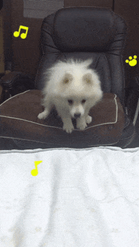 dog fail GIF by Pamily