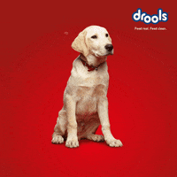 DroolsIn dogfood petfood catfood furryfriends GIF