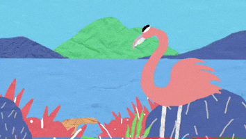 Pink Flamingos
