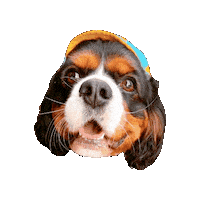 Cavalierkingcharlesspaniel Sticker