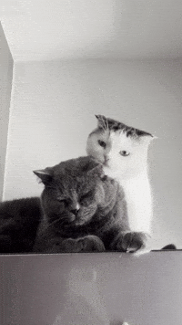Kebe GIF