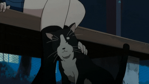 cat welcome to the nhk GIF
