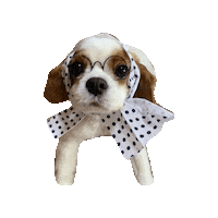 Cavalierkingcharlesspaniel Love Sticker
