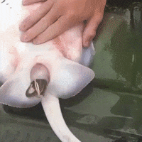 birth give GIF