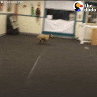excited dog GIF by The Dodo
