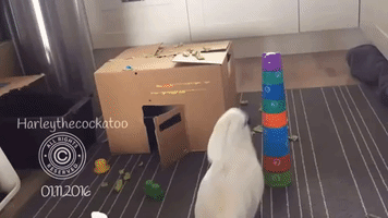Rampaging Cockatoo is Unimpressed With Taped Towers