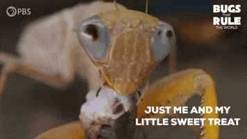 Dont Mind Me Praying Mantis GIF by PBS