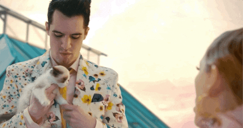Celebrity gif. Brendon Urie raises his eyebrows and hands Taylor Swift a cute siamese kitten.