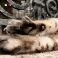 Nervous Good Morning GIF by TRT