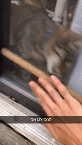 madmoizelledotcom giphyupload GIF