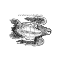 Black And White Illustration Sticker by The Wild Curiosity