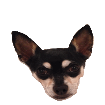 chihuahua STICKER by imoji