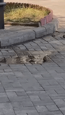 cuteanimalland giphyupload GIF